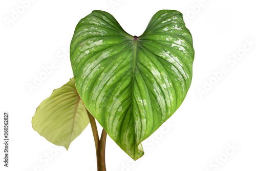 Close up of single leaf with silver pattern of rare tropical 'Philodendron Mamei' houseplant isolated on white background photo