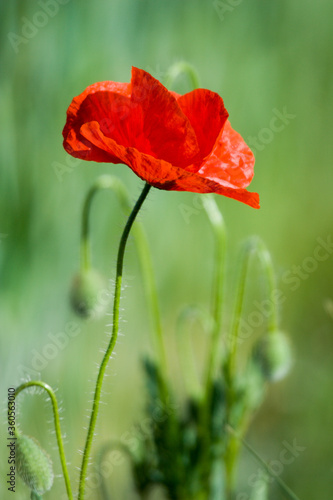 Floraci  n primaveral de amapolas y lavandas