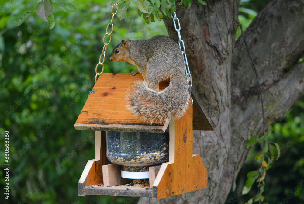 Naklejka premium Earl Squirrel and Family