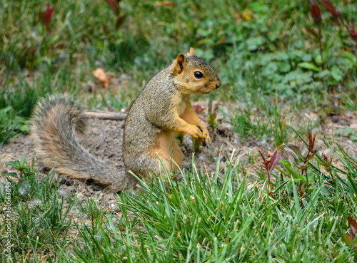 Earl Squirrel and Family