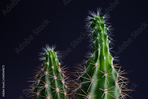 Etiolated cactus. Plant growing in partial or complete absence of light photo