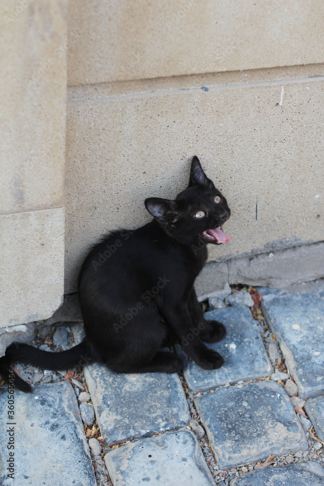 Homeless cats on the Baku street.