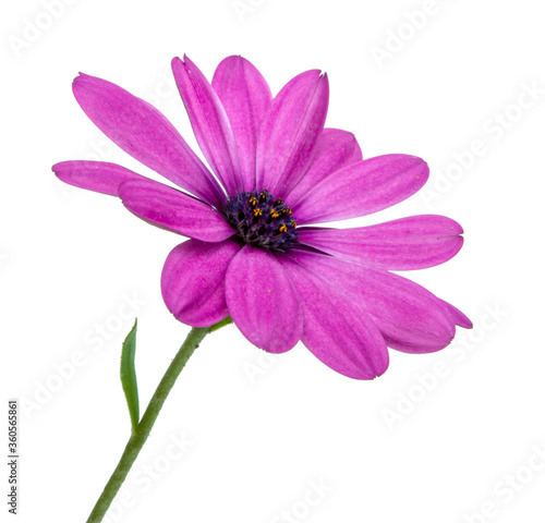 Osteospermum or african daisy withe purple petals isolated on the white