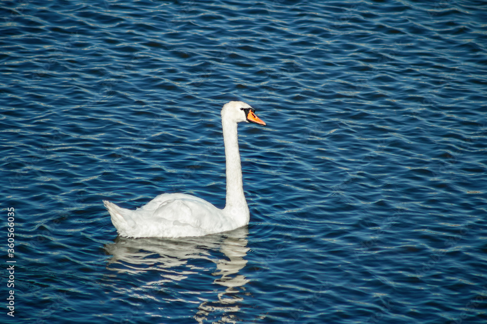 White swan is floating on blue water. White swan is floating on blue water.