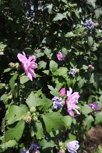 pink and white flowers