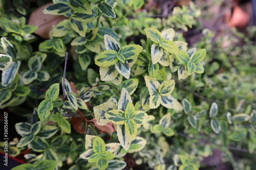 close up of a bush