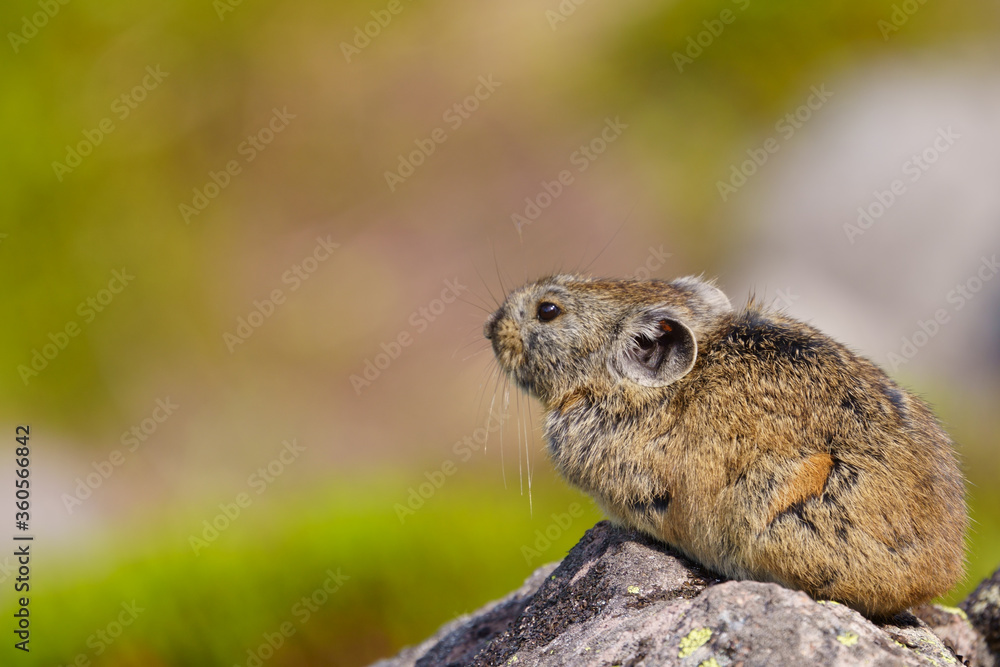 Naklejka premium ナキウサギ