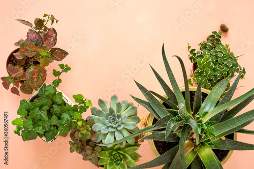 Flat lay banner copy space frame of trending collection of various indoor plants and succulents pink background