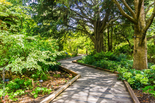 Wooden boardwalk meandering through a lush landscape in the Botanical Garden located in Golden Gate Park; San Francisco, California