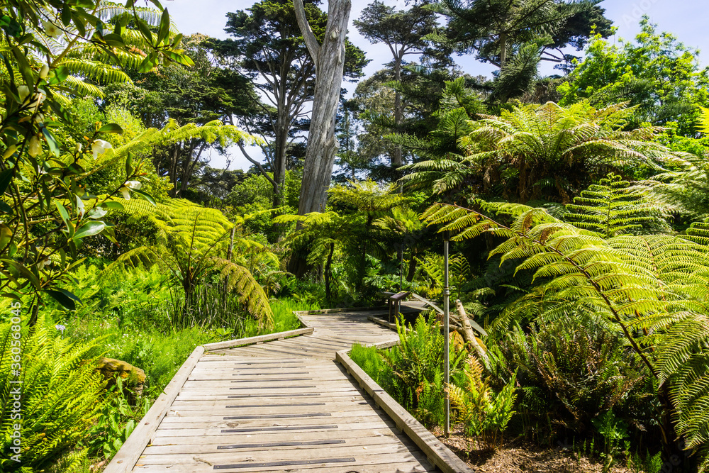 Wooden boardwalk meandering through a lush landscape in the Botanical Garden located in Golden Gate Park; San Francisco, California Wooden boardwalk meandering through a lush landscape in the Botanical Garden located in Golden Gate Park; San Francisco, California