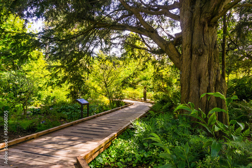 Wooden boardwalk meandering through a lush landscape in the Botanical Garden located in Golden Gate Park; San Francisco, California