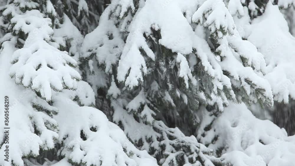 .Snowy tree scene detail .Snowy tree scene detail