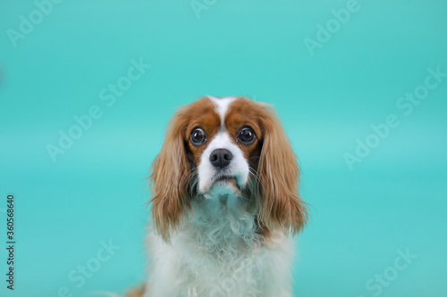Fototapeta Studio Photo of Confused Cavalier King Charles Spaniel Dog on Solid Teal Backdro