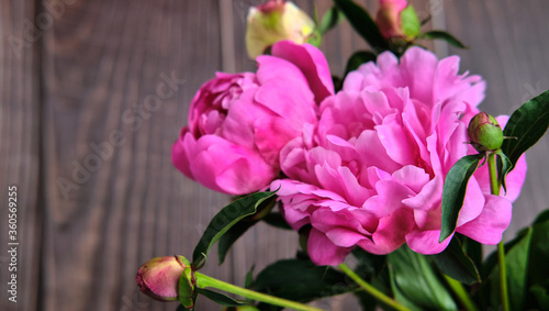 A bouquet of pink peonies on a dark wooden background flower