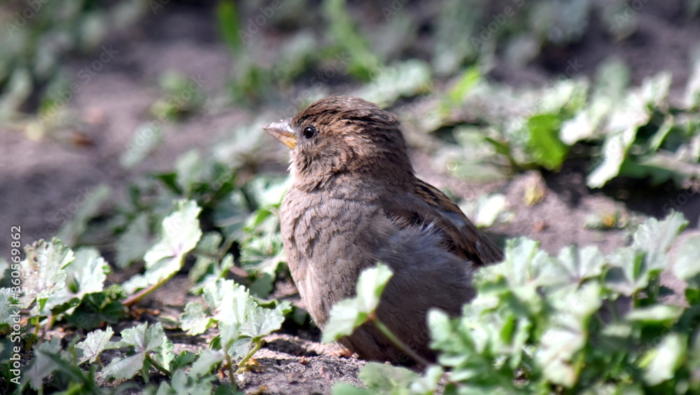 House Sparrow in the beginning makes a bath, tearing a hole, and then there is bathed. House Sparrow in the beginning makes a bath, tearing a hole, and then there is bathed.