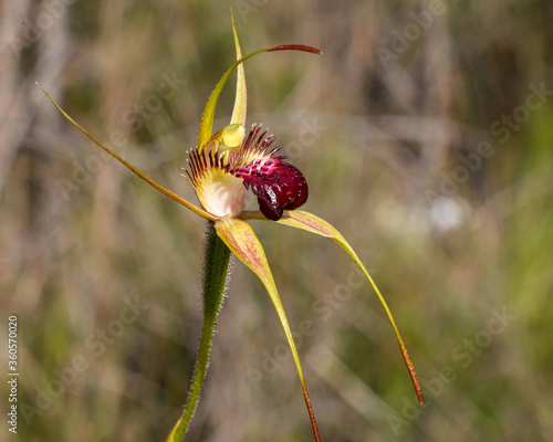 Spider Orchid photo