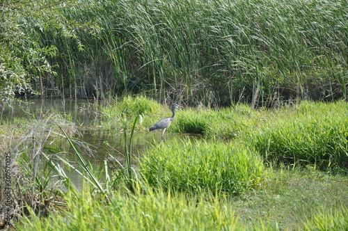 Gray heron stands in the water among thickets of grass and reed