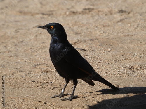 Pale-winged starling (Onychognathus nabouroup) - dark blue-black bird on the sand, Namibia