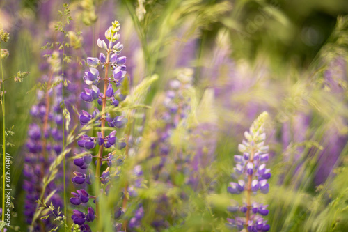 Blurred field of purple lupins in the rays of sunset. Background  selective focus.