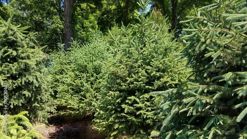 Evergreen Trees Outdoors