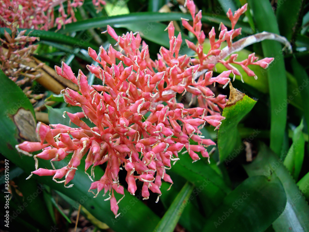 Bromeliad inflorescence on garden