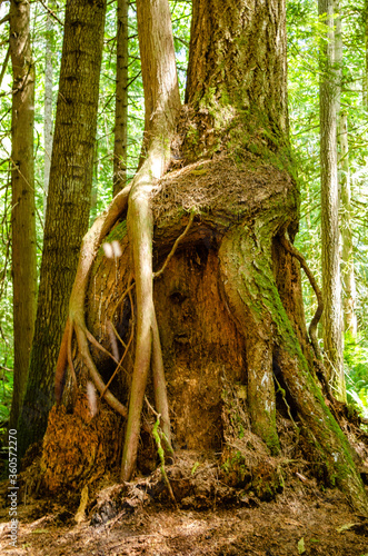 Rooted
The roots of a new tree embrace the stump of a previous tree which now provides nutrients to newer life photo