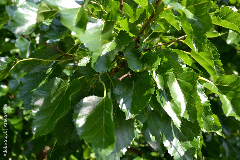 Bundle of Green Leaves Bundle of Green Leaves