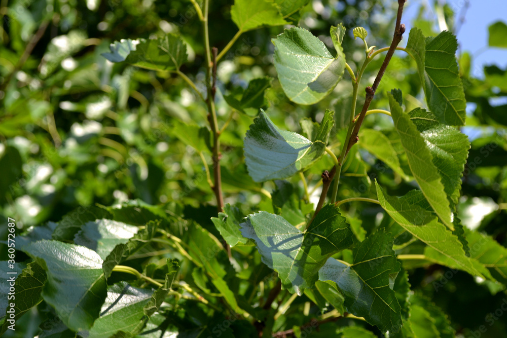 Bundle of Green Leaves