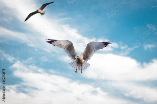 Seagulls flying in the sky near a pier in San Francisco