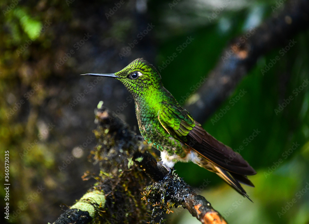 Fototapeta premium Buff Tailed Coronet Hummingbird