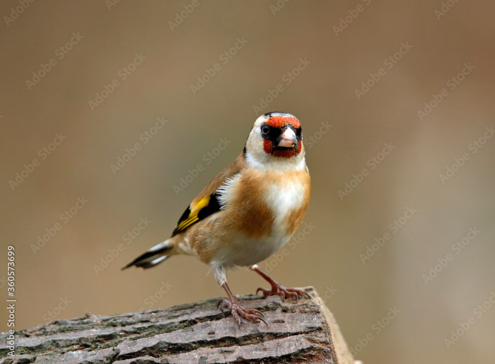 Obraz premium Goldfinch perched in the woods