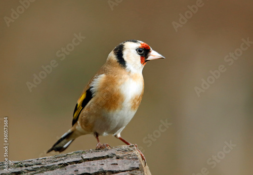 Goldfinch perched in the woods