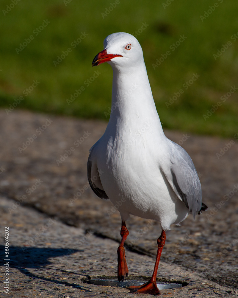 Seagull Closeup Seagull Closeup
