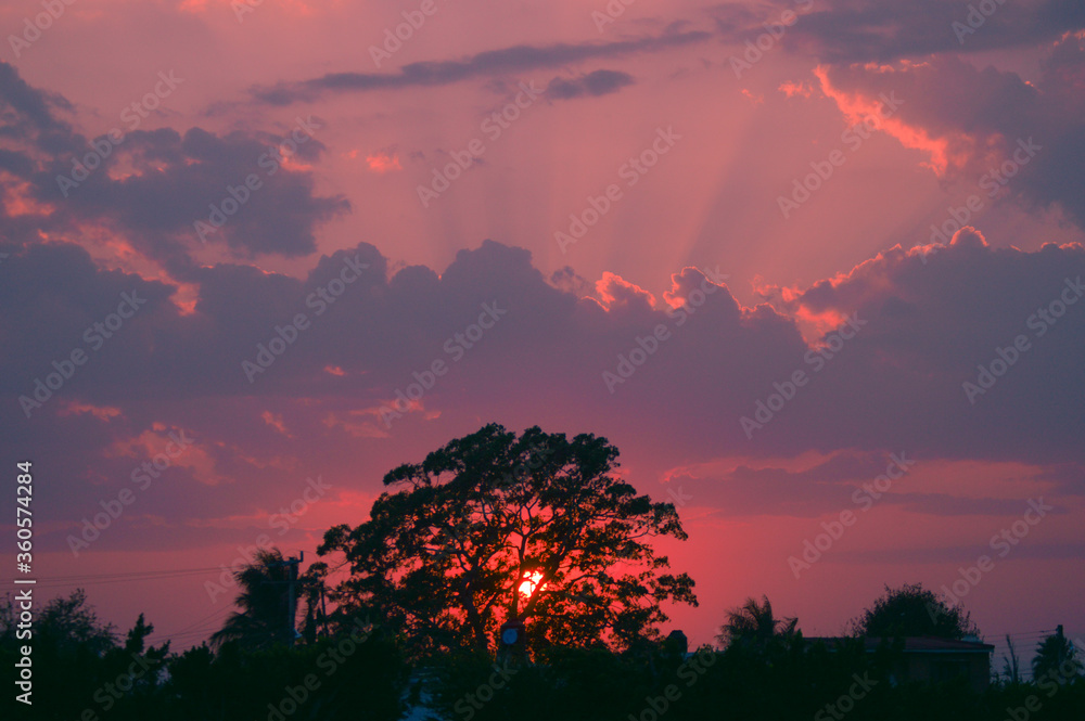 Fototapeta premium La vie en rose