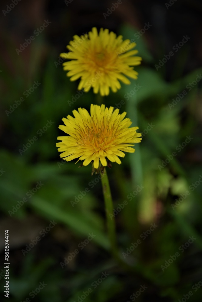 dandelion flower dandelion flower
