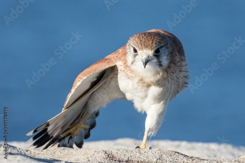 Australian Nankeen Kestrel stretching it's wings photo