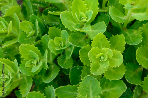 orpine plant leaves on flowerbed making green backgound photo