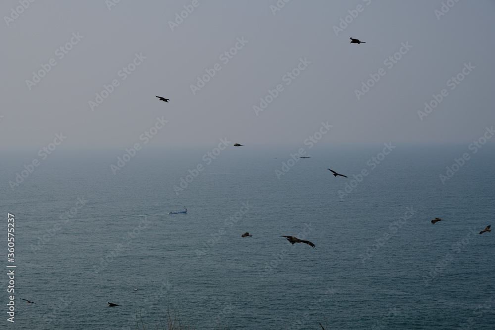 eagles flying over the sea in Goa