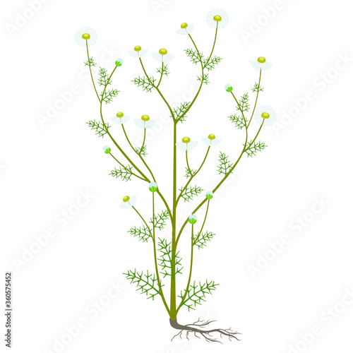 Medicinal chamomile with roots isolated on a white background.