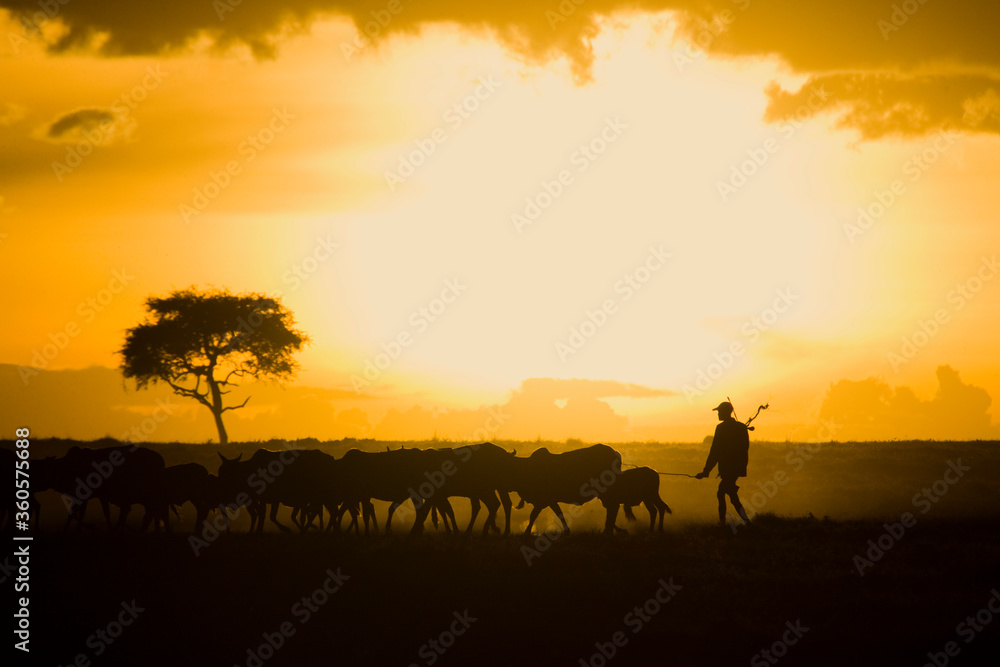 Maasai farmer moving is cattle at sunset, Maasai Mara, Kenya