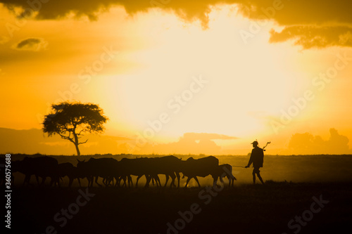 Maasai farmer moving is cattle at sunset  Maasai Mara  Kenya
