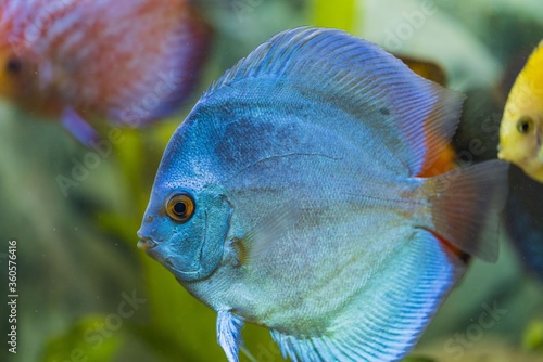 Close up view of gorgeous blue angel diskus aquarium fish. Hobby concept.