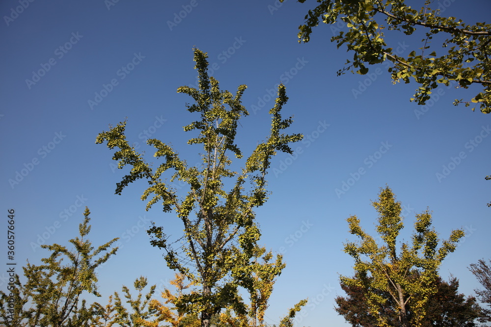yellow leaves against blue sky yellow leaves against blue sky