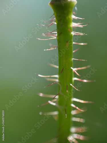 Distel Pflanze Grün Natur Makro