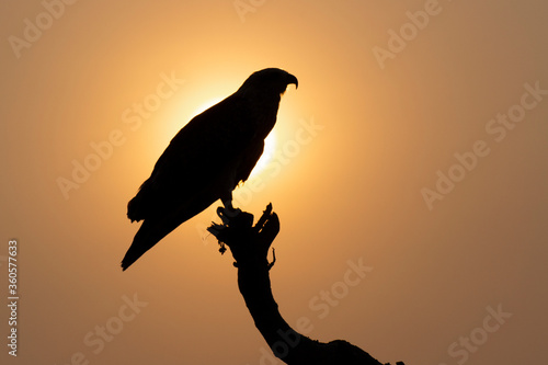 silhouette of a bird in the sunset