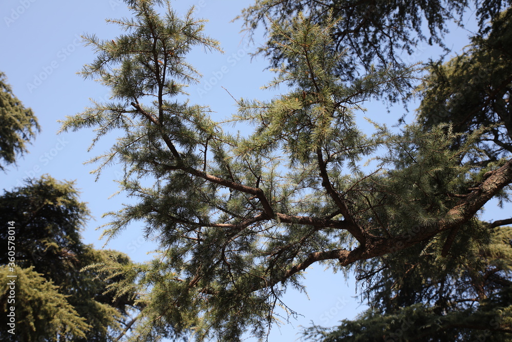 pine tree branches pine tree branches
