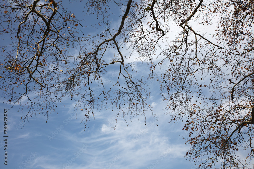 Obraz premium tree branches against blue sky background