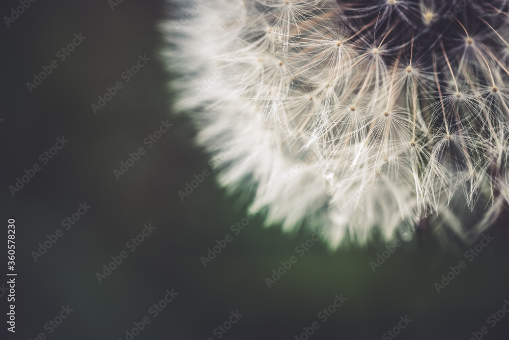 Fototapeta premium Close up of dandelion