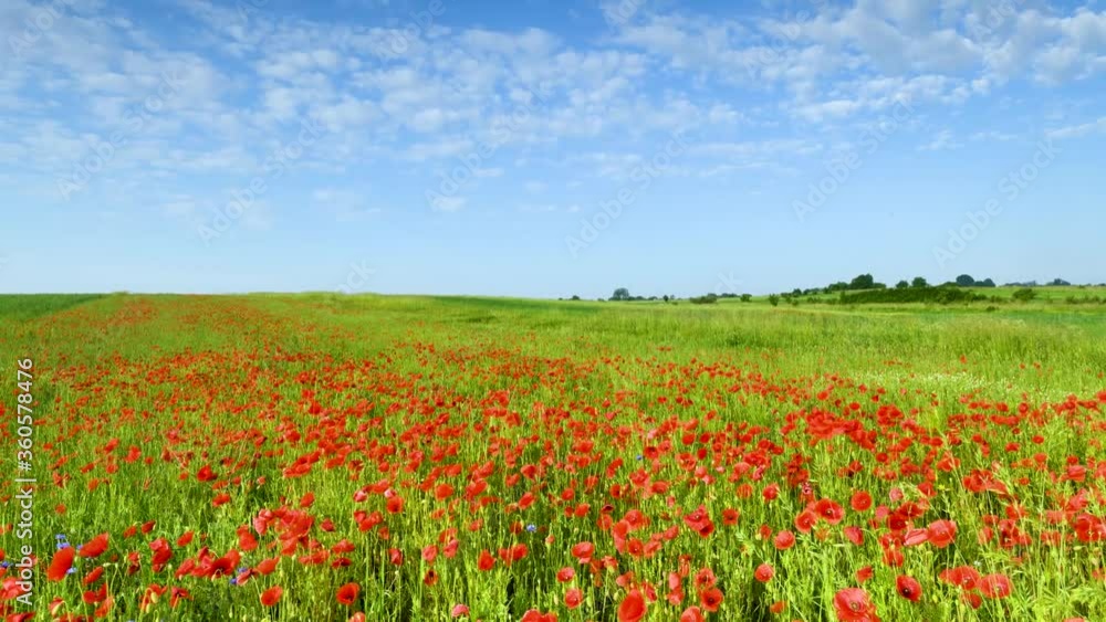 Beautiful timelapse of moving clouds opver poppy field Beautiful timelapse of moving clouds opver poppy field