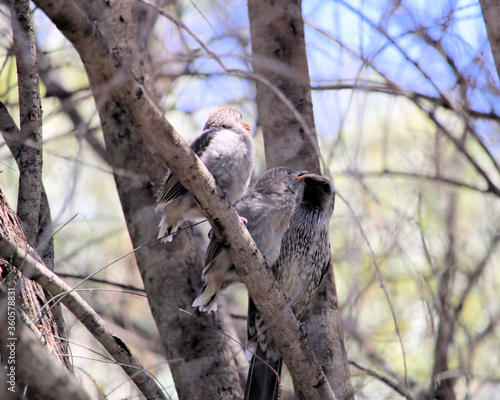 Two Little Wattlebird fledglings (Anthochaera chrysoptera), South Australia photo